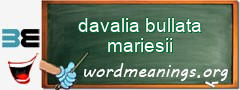 WordMeaning blackboard for davalia bullata mariesii